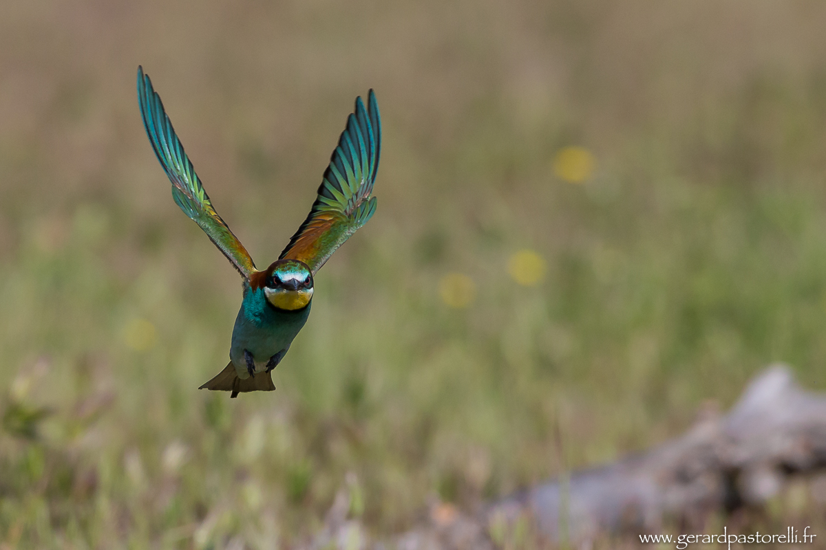 Bee eater 61